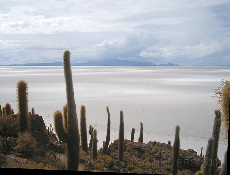 P4080193.JPG - Salar d'Uyuni (3600m) pause déjeuner sur l´île d´Inca Huasi (ou Isla de Pescadores). La maison de lInca, dite ile des pêcheurs
