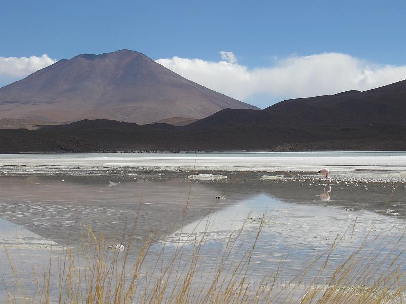 P4090232.JPG - Uyuni (3600m) après le salar, poursuite de notre progression en 4x4 vers le sud laguna Hedionda Flamant.