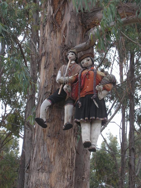 P4220642.JPG - La finalité étant de les pendre haut et court sur le bord de la route ou dans un eucalyptus.